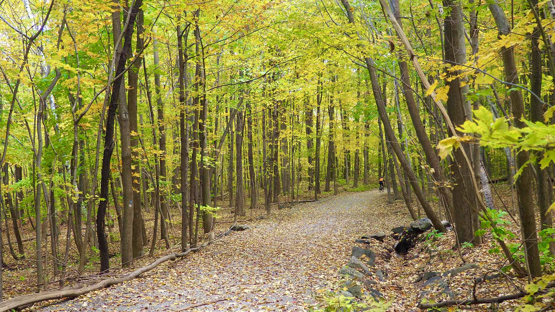 parc-du-mont-royal.jpg